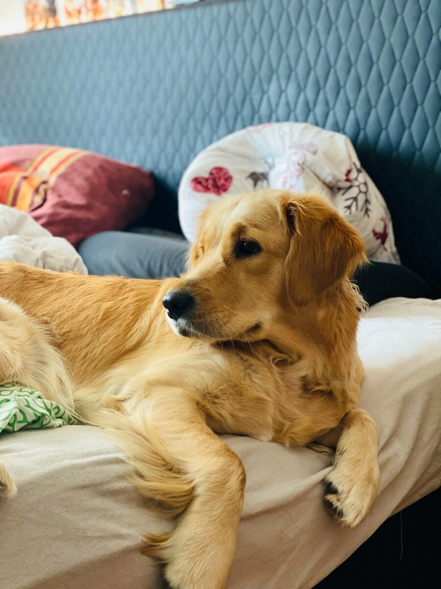 Golden retriever tumbado sobre una cama en un hotel pet friendly