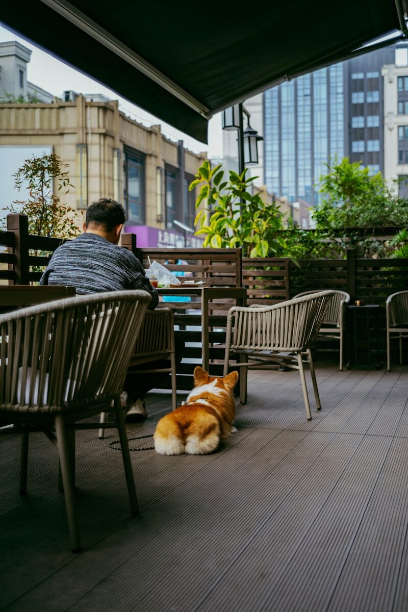 Perro corgi tumbado junto a su dueño en la terraza de una cafetería