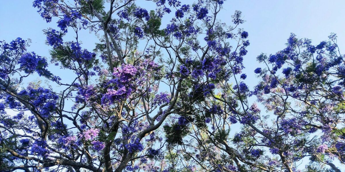 Jacaranda tree branches with purple flowers against sky