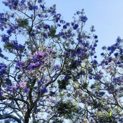 Jacaranda tree branches with purple flowers against sky