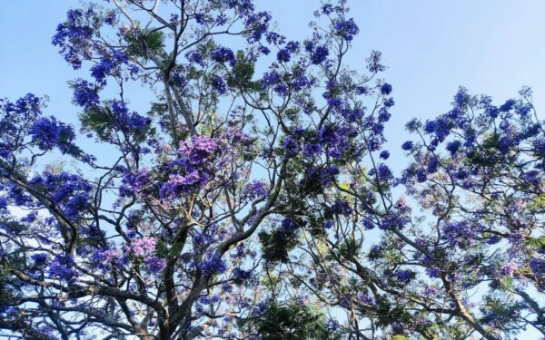 Jacaranda tree branches with purple flowers against sky