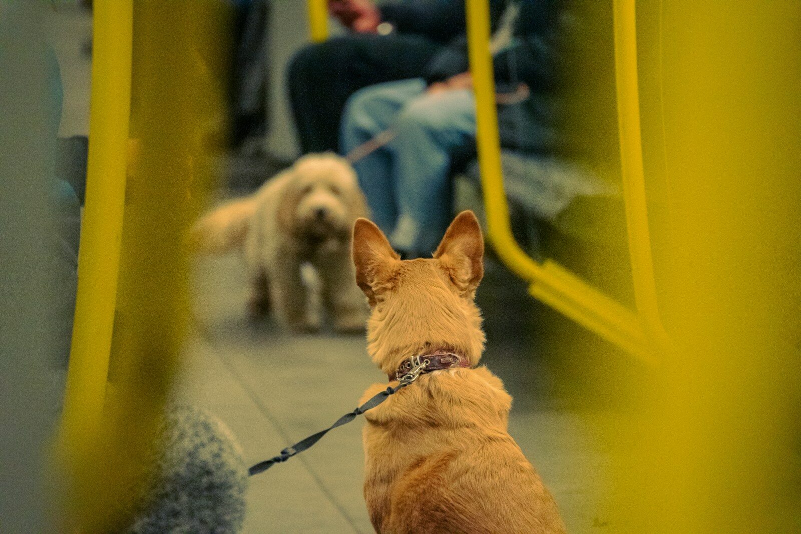 Perro con correa tumbado junto a su dueño en un vagón de metro