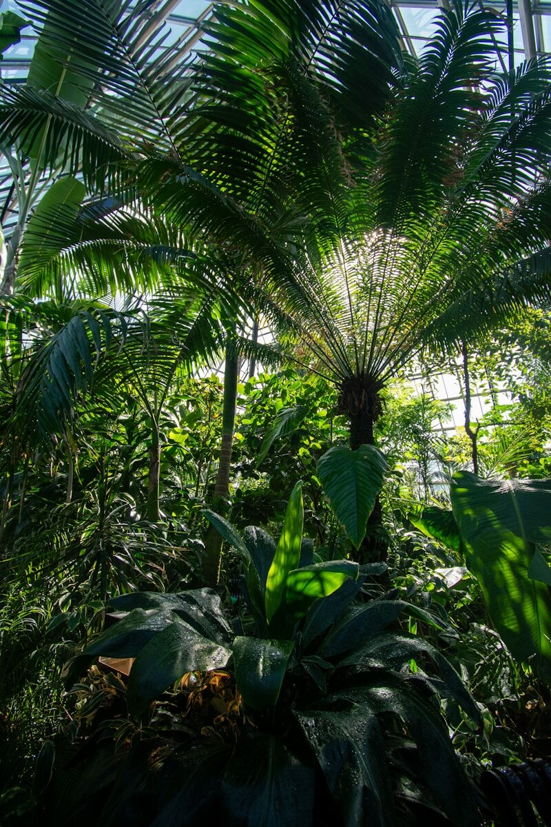 Palmeras y vegetación tropical, motivo central de la exposición Drift de Yann Gross